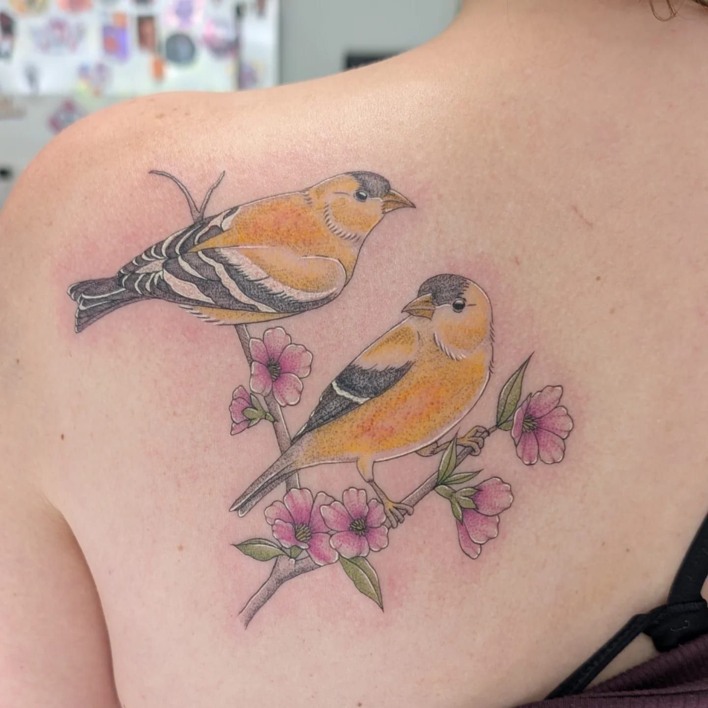 Goldfinches on blossom